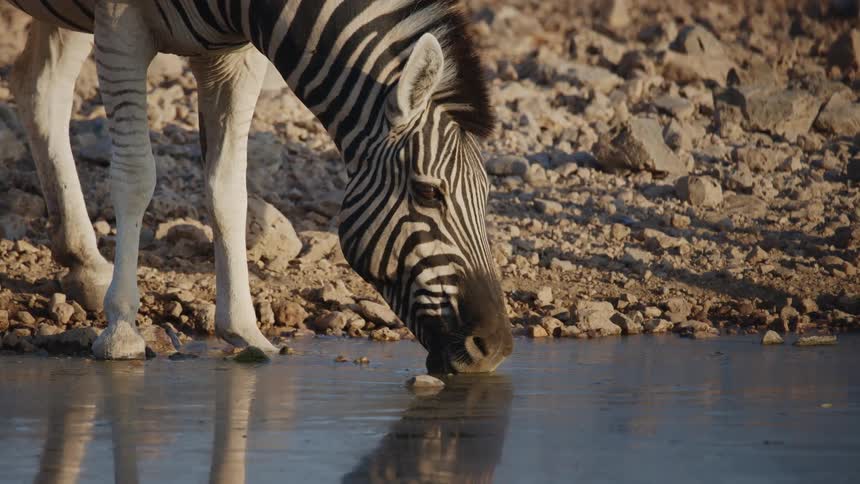 A stream on a dry plain drinking from a shallow stream