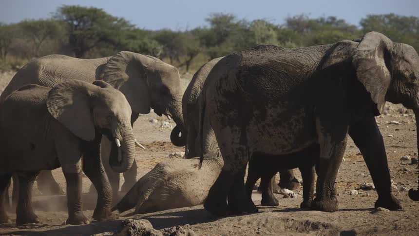 A herd of elephants where there is one lying on the sandy ground and others standing