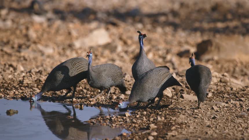 Birds in the wild drink from a pool of water