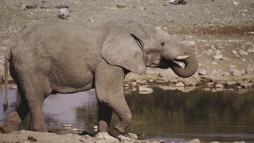 Elephant drinking water from a jungle lake