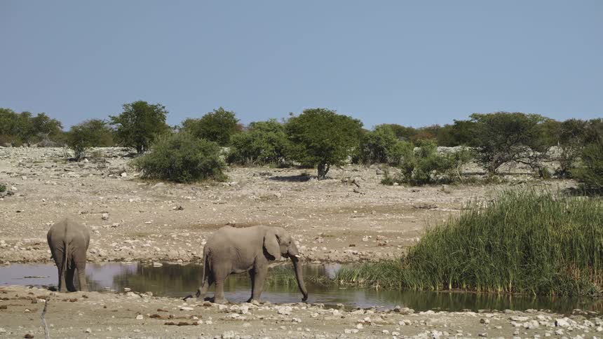 Two medium sized elephants drinking water in the jungle