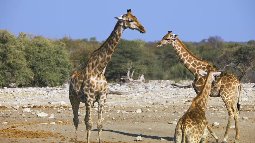 Giraffes and cubs in the jungle during the day