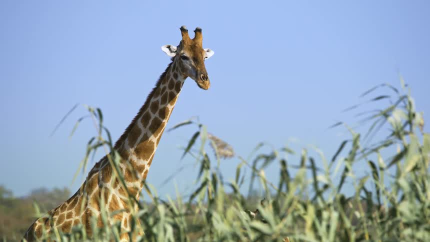 A group of giraffe are standing in the sun