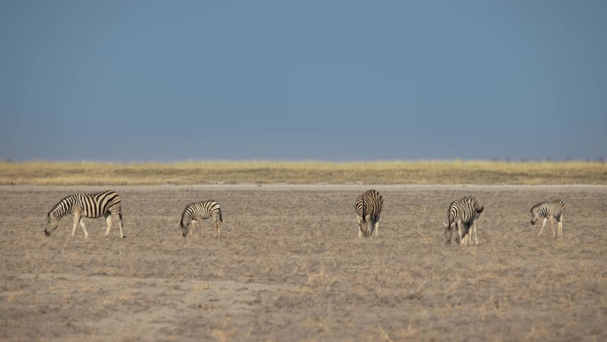 A herd of zebras in a pasture on a safari on a sunny day