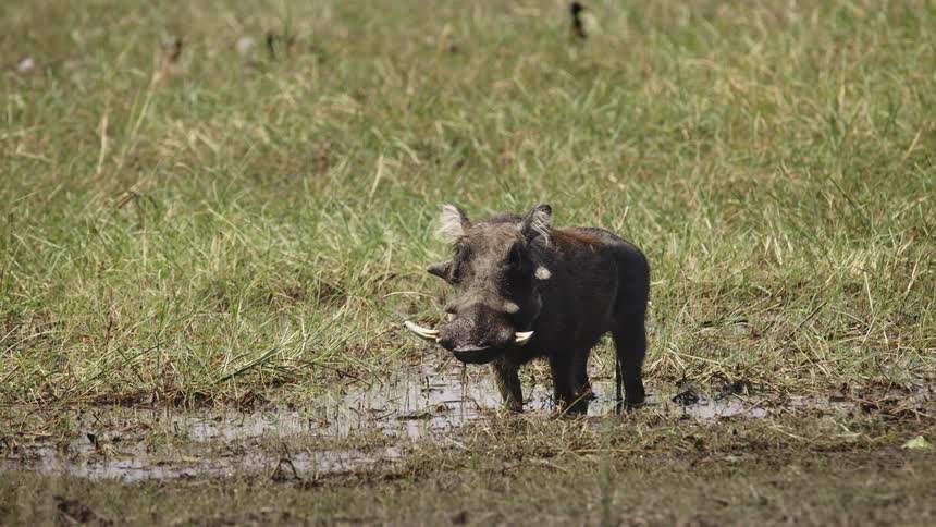 A small warthog stands in a puddle in a field while chewing