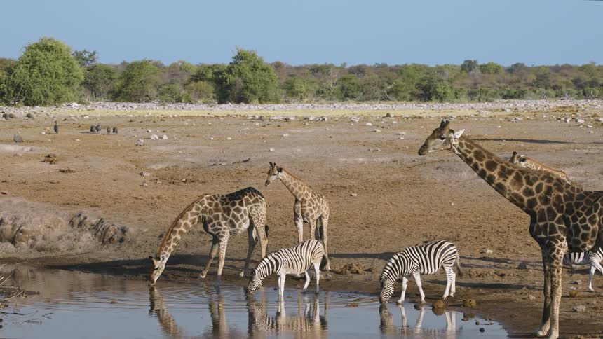 Giraffe and zebra drink from the pond together