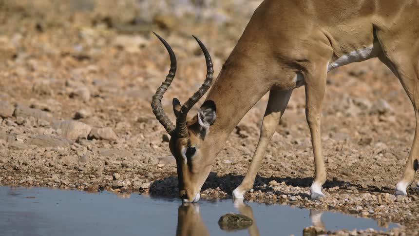 An antelope drinking water in a stream on a sunny day