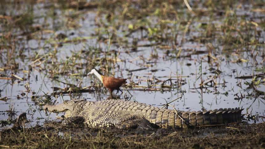 A bird walking on a muddy and shallow body of water passes carefully next to an alligator