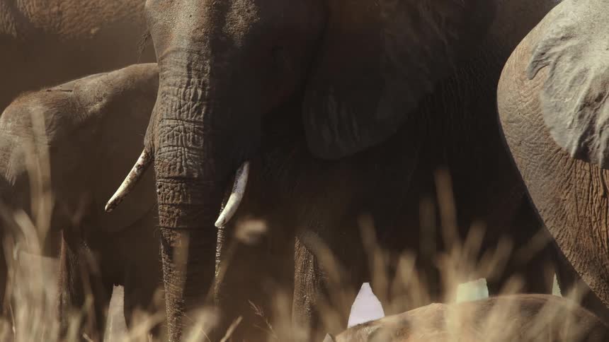 A herd of elephants in the savanna on a hot summer day