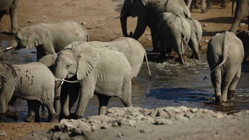 Elephants walk through a watering hole