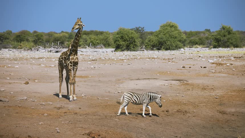 A zebra and a giraffe together in the savanna on a hot summer day