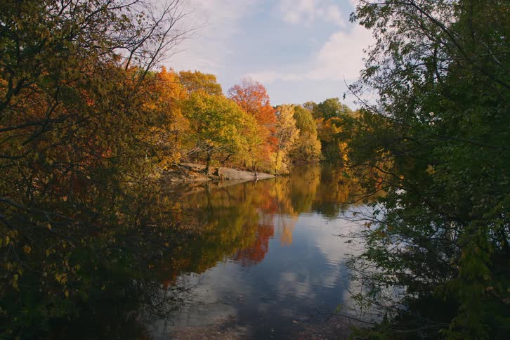 A placid lake surrounded by trees