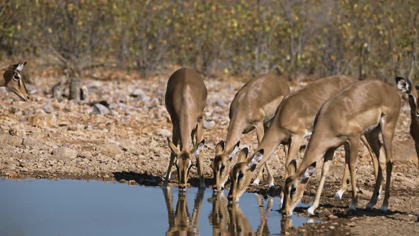 Group of deer drinking water in a jungle lake