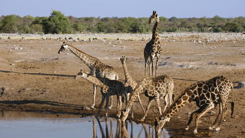 Giraffes drinking water from a small lake in the jungle
