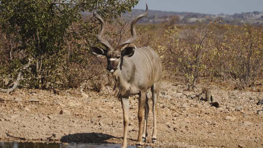A wild life animal drinking water from a pond