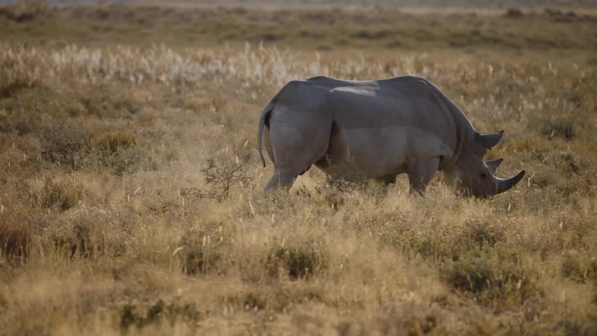 Rhino walking through the jungle
