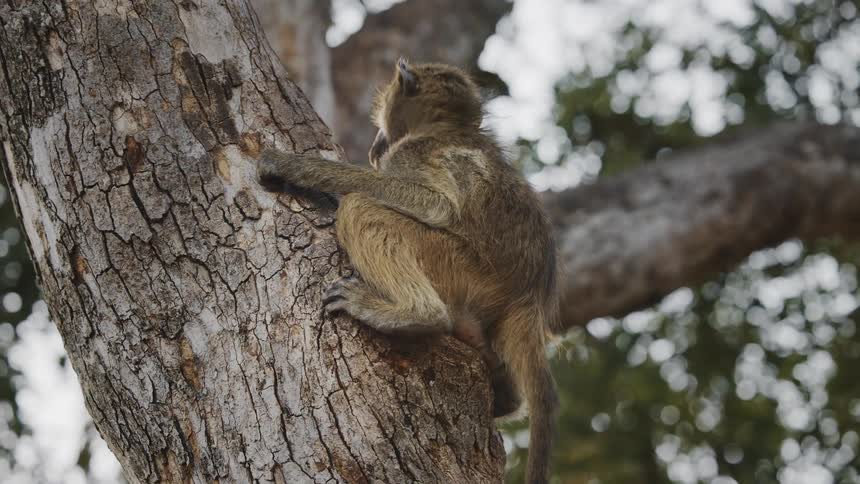 Baboon holding on to a trunk in the tree