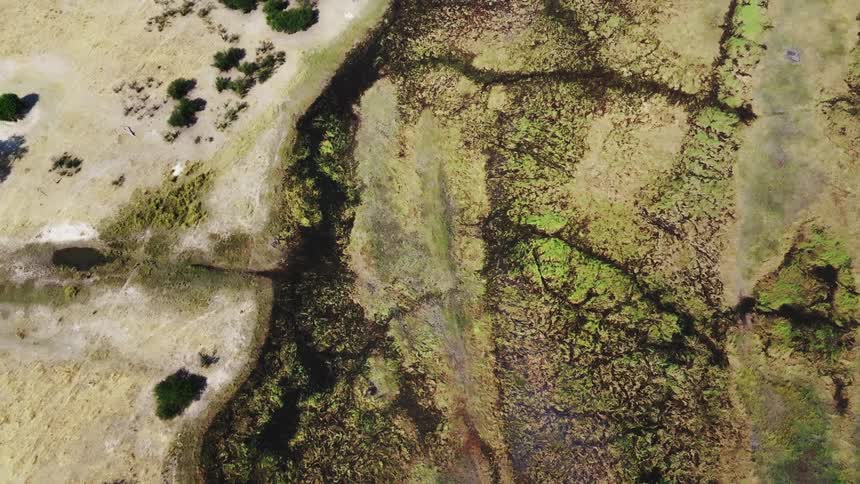Aerial of a lush green meadow in the savannah on a sunny day