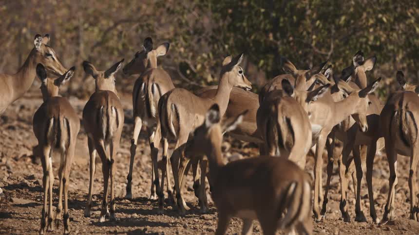A pack of several small gazelles slowly walk forward together