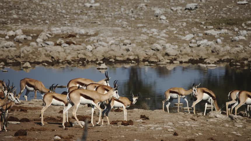 A bunch of antelopes walk near a pond