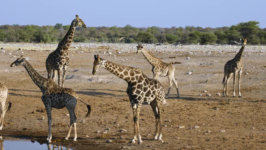 A herd of giraffes in a small lake in the savanna