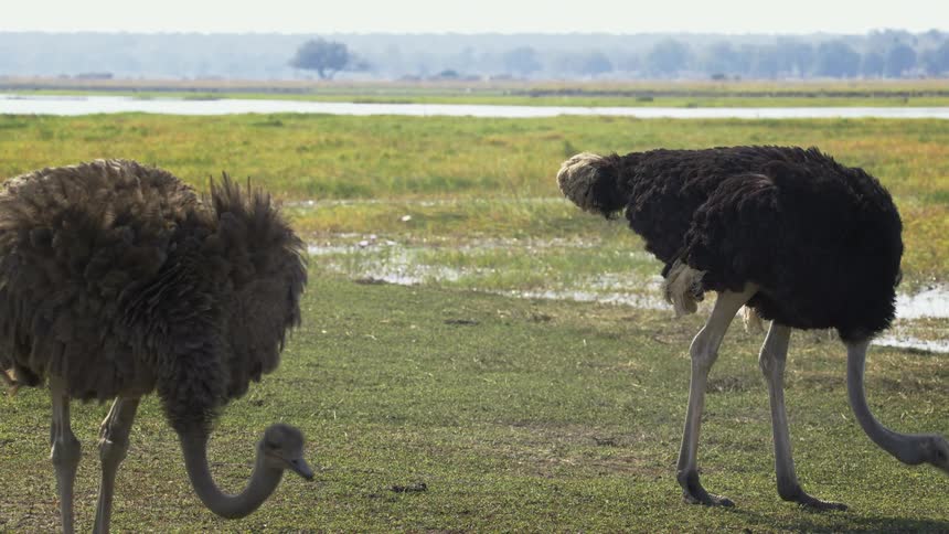 An emu eats from the ground