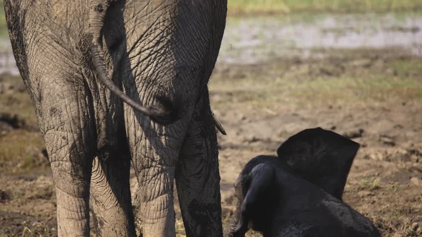 Big and baby elephants playing with sand near a water side at midday