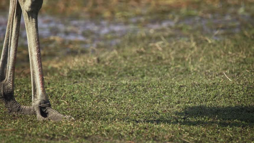 Two ostriches eating the grass during the day
