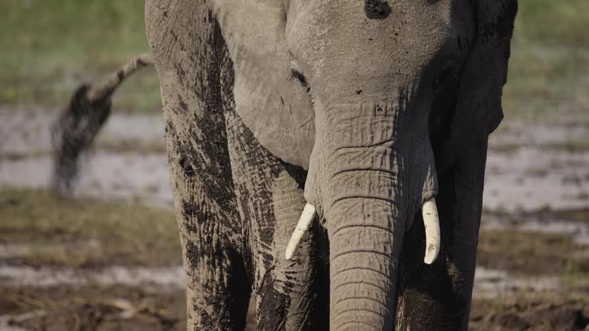 Elephant throwing mud on himself in the jungle