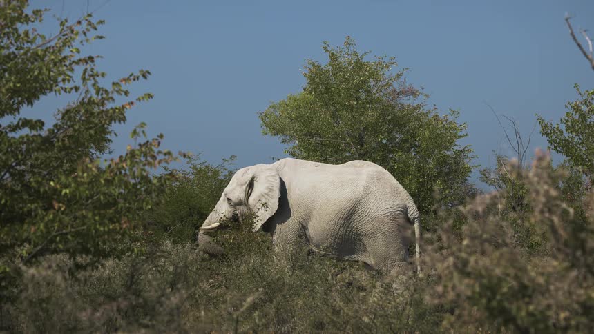 African elephant grazing