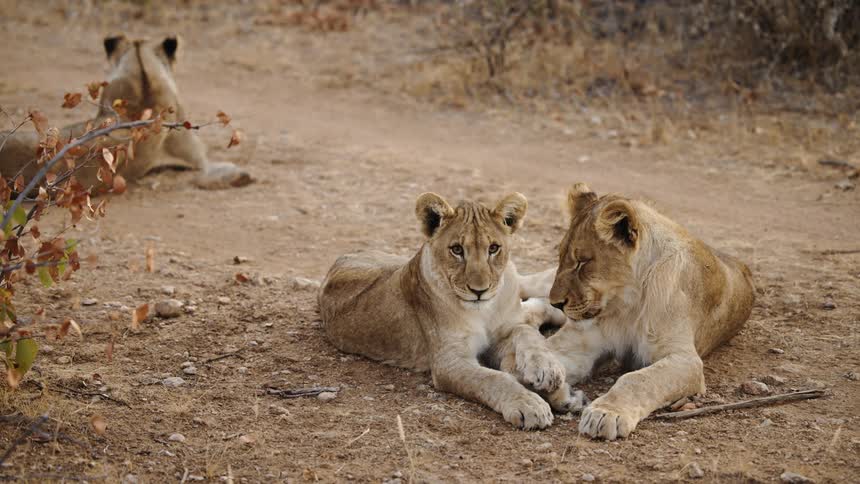 Lions side by side in the jungle lying sleepy