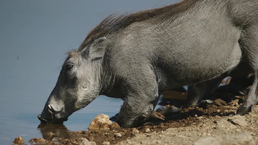 Common warthog drinking water from lake