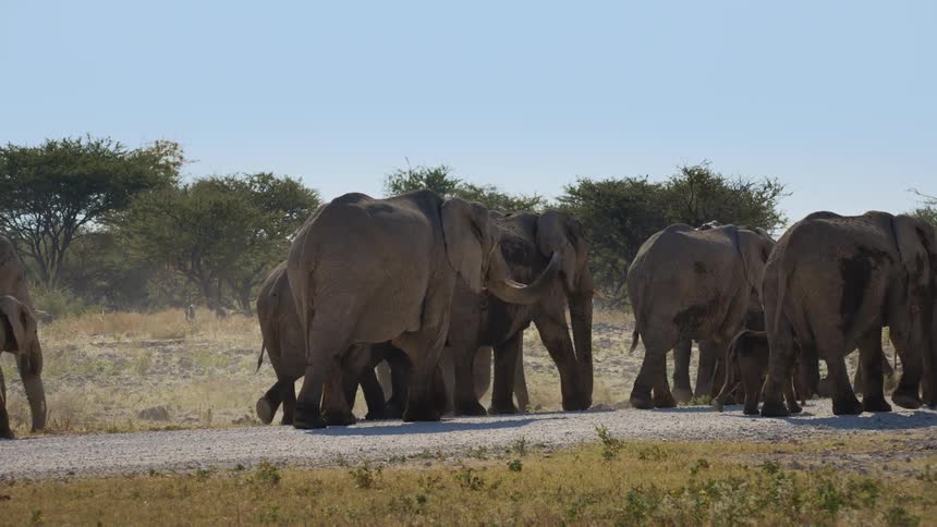 Elephants walk down a path in a grassy area