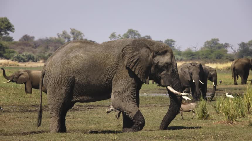 Warthogs and elephants on a grassy plain