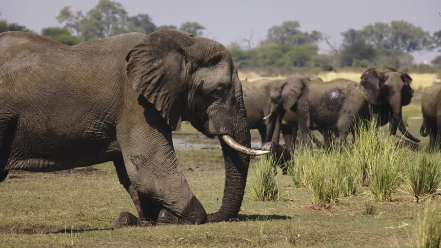 Group of elephants in the jungle near the lake and also clay