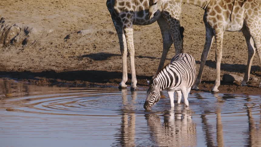 Zebra drinking water next to giraffes in the jungle