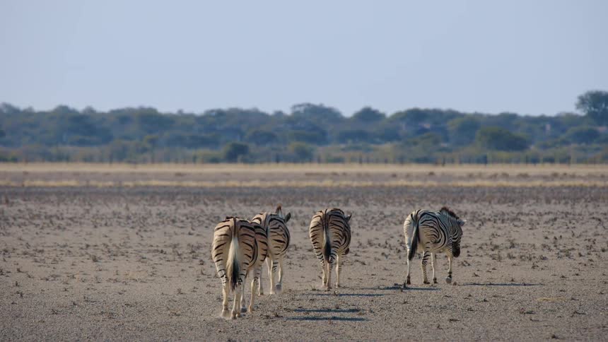 Zebras walking on a dry ground through the jungle