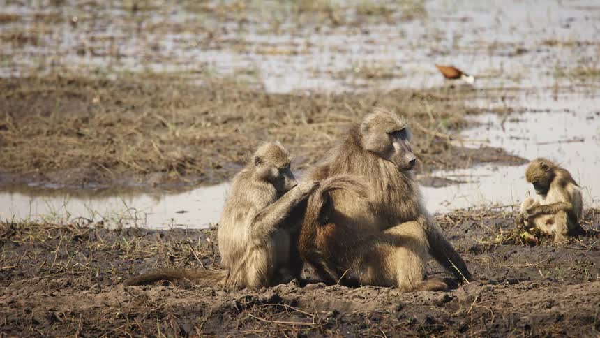 Baboons sit together in the swamp