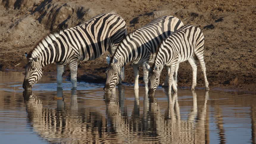 Zebras on the shore of a jungle lake drinking water