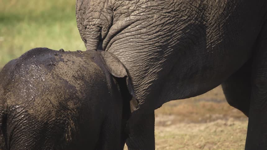 Elephants walk around a flat area