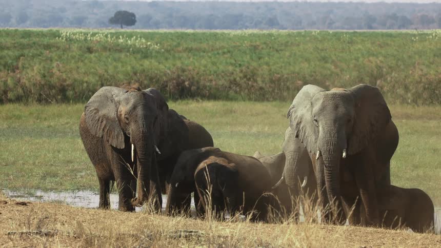 A herd of elephants in a mud puddle in a safari camp on a hot day