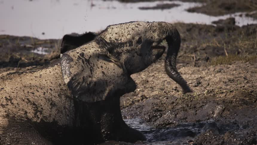 An elephant rolls around in mud