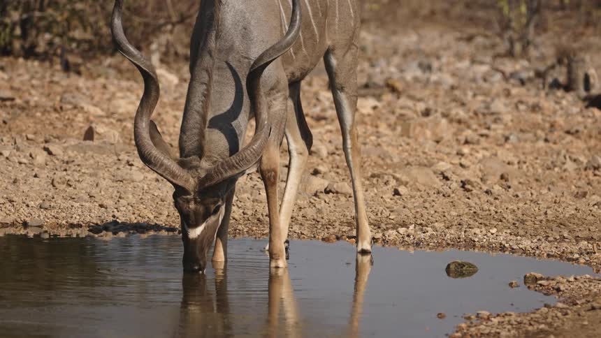 Kudu drinks water from puddle
