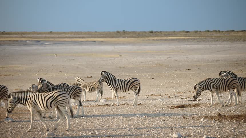 A group of zebras walking in nature