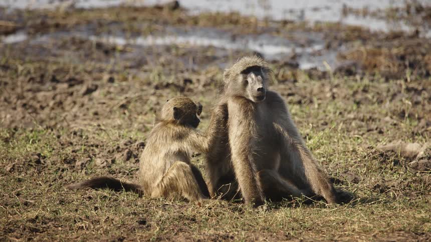 Baby baboon touching its mothers fur in the jungle