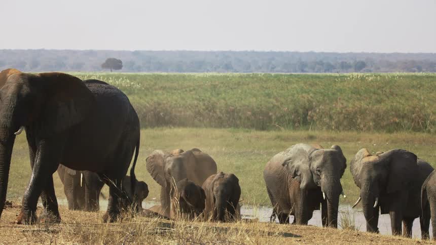 Elephants are splashing in the pond