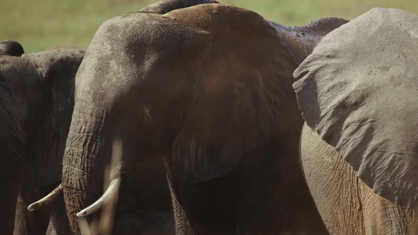 Elephants in the wild at midday