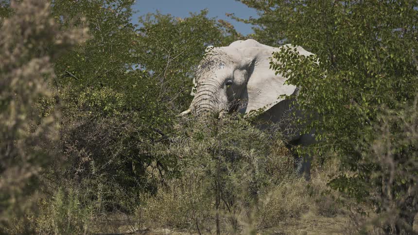 Gray elephant amidst the trees in the jungle