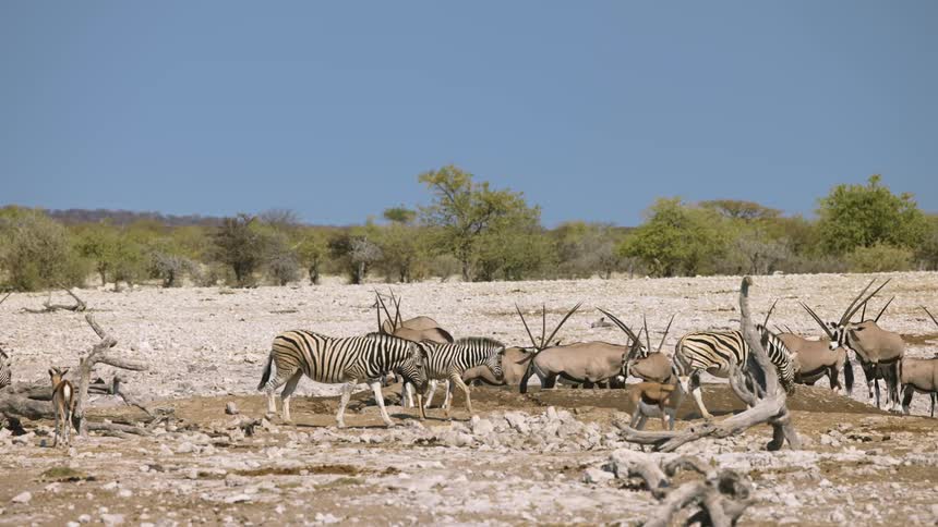 Zebra and antelopes walk around together