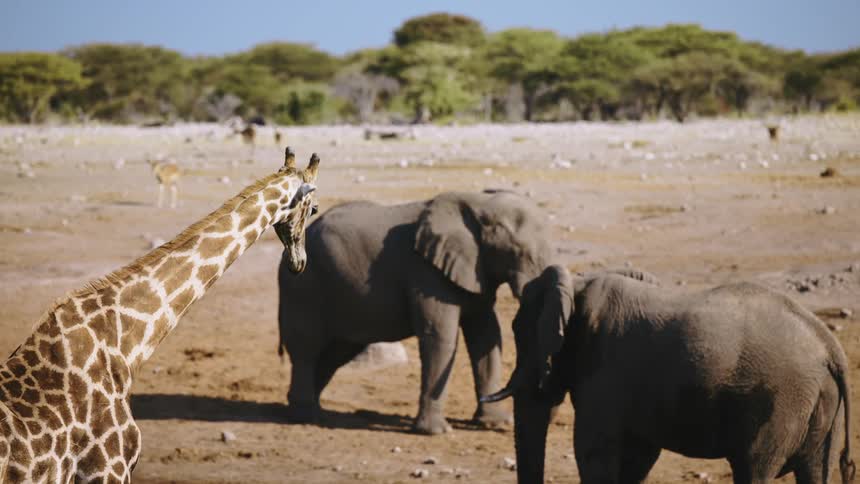 Elephants and giraffe are on the field